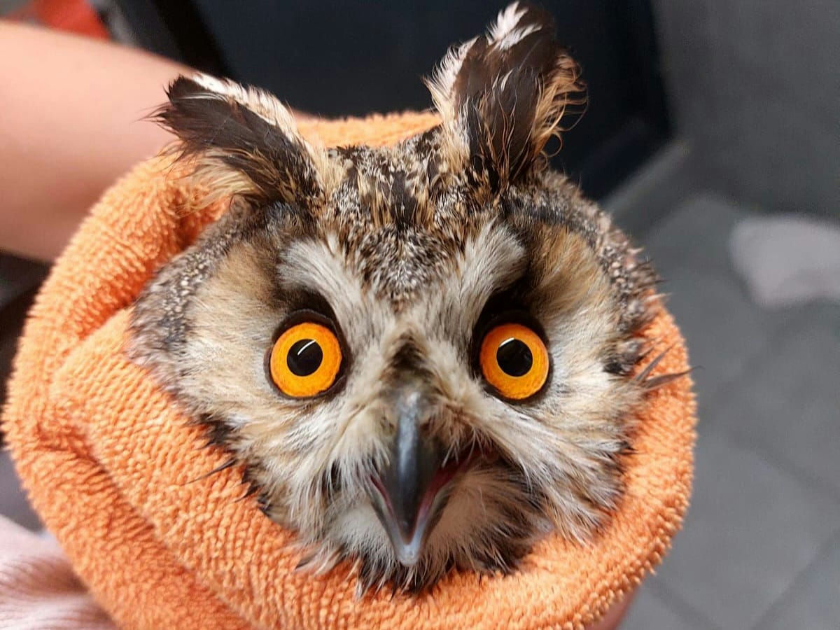 A pair of lava-lamp orange eyes are the highlight of this Long-eared Owl's face, brighter in tone than the coral orange towel in which he is wrapped. The namesake 'ears' of his species are rabbit-like, curving outwards, but lacking fur and cartilage; they are feathers after all. His real ears are at eye-level, obscured by feathers (and cotton). His beak and eyes are open: slightly and very, respectively. A complete look of indignation.
