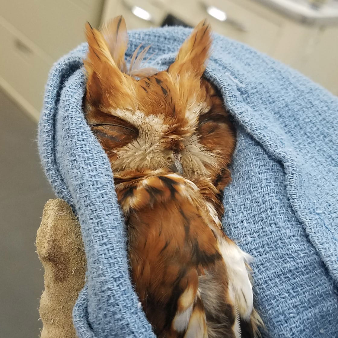 A red Eastern Screech Owl is cradled in a light blue towel. A thick-gloved thumb of a rehabilitator appears bottom left, and to the back is the brightly lit interior of the Avian Medical Clinic. The owl's eyes are closed, and her fiery red-orange plumage (with streaks of white, dark-brown and black) contrasts against the blue of the towel, like a movie poster for Stardust (2007). Her plumicorn tufts are upright like a tall pair of fox ears 🦊 that together with her beak make a long V shape.