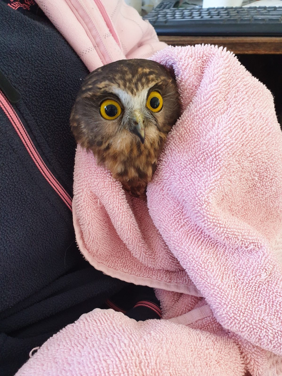 A Ruru Morepork is wrapped in a marshmallow-pink towel, held to the chest of a rehabilitator. The owl's eyes are wide and amber, and the silhouette of the photographer is reflected in the owl's black pupils. The rehabber wears a navy blue fleece with zipper teeth that coincidentally match the towel in colour. A black computer keyboard sits on a desk top right. 