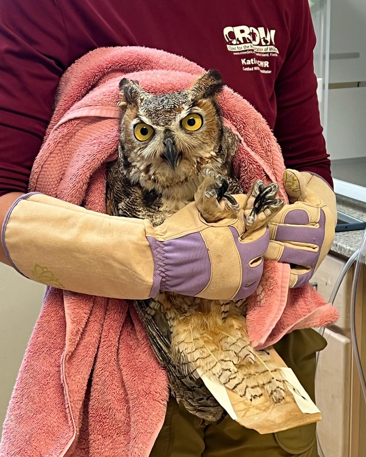 A Great Horned Owl is half-wrapped in a plain watermelon pink towel. Behind, the rehabilitator wears a merlot-red long-sleeve top branded with the clinic logo in white. The owl is held by the feet with a pair of large leather gloves: cream with light purple trim on the wrist and knuckles. The owl, with her yellow eyes fixed on the camera and talons clenched, has an expression that says "You're lucky I'm restrained right now."