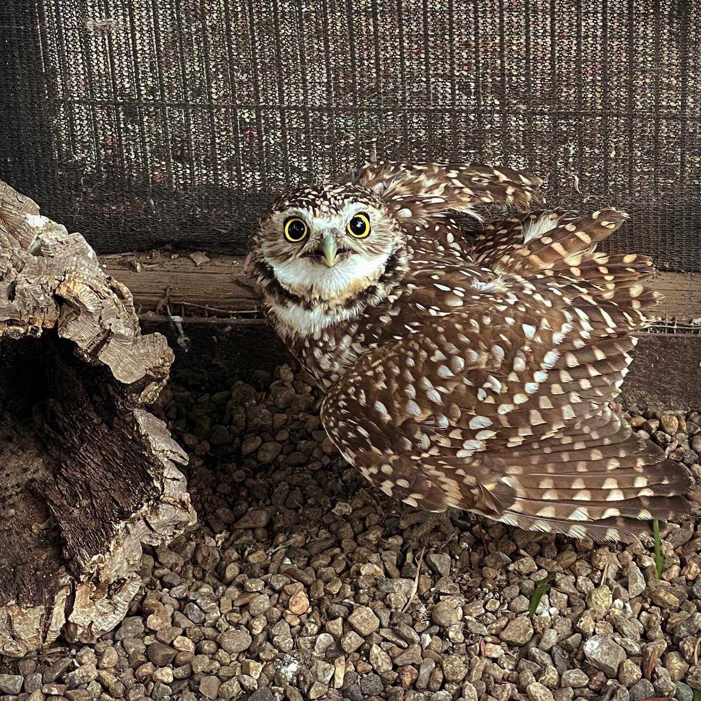 The owl in the flight enclosure, on the ground. He/she looks up at the camera, wings outstretched and pupils wide. Sans towel we can now see the rest of his/her plumage: white spots on brown feathers.