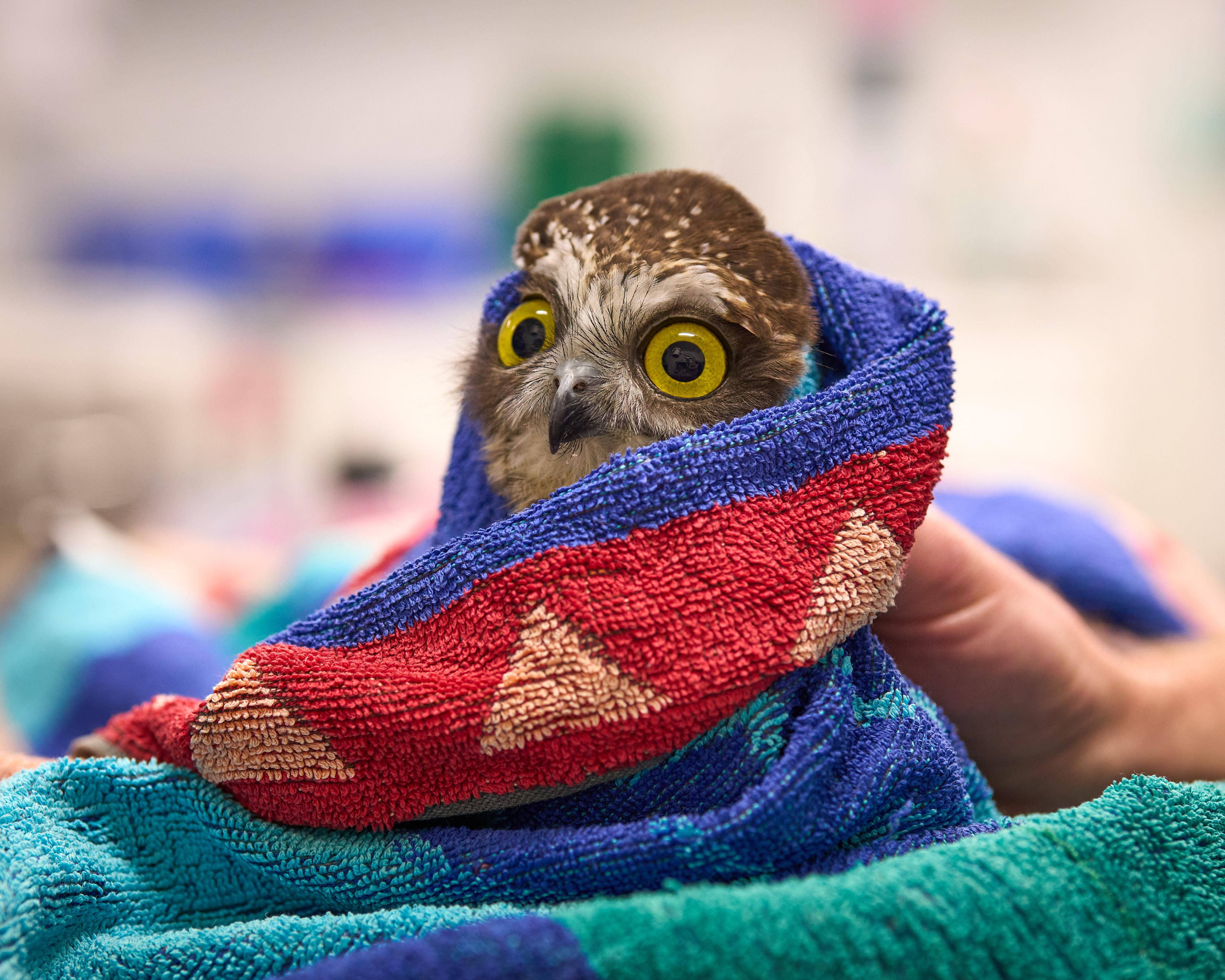 ‘Rocket’, Melter of Hearts