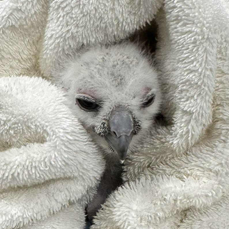 Slightly larger than a golf ball is the white fluffy head of a Great Horned Owlet emerging from the folds of an off-white towel the tone of baby powder. His beak is too large for him, and seems to comprise half his total body weight. His eyes are black and half shut, with the slightest tinge of pink on the eyelids. He's just a wittle baby.