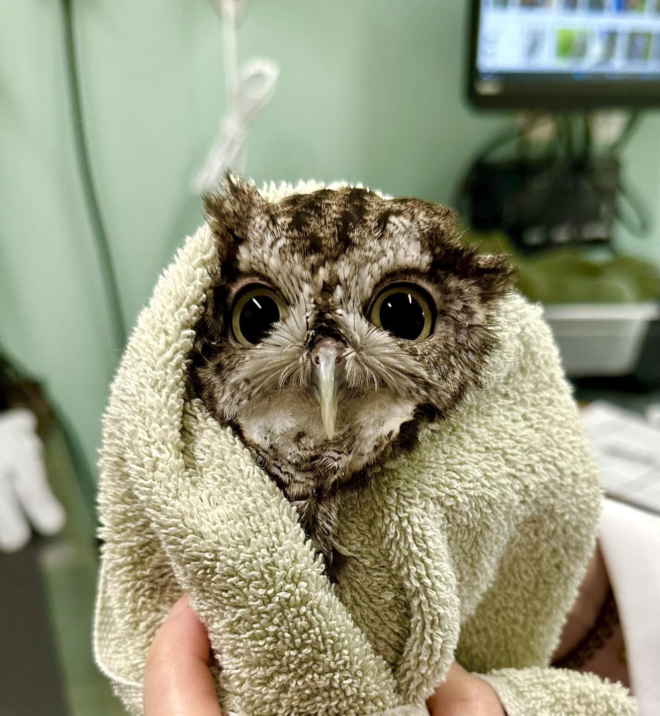 In sharp focus is an EASO (Eastern Screech Owl) with spectacularly fluffy rictal bristles i.e. whiskers above the beak, like a feathery moustache. His facial feathers are shades of light and dark grey—ash and charcoal—with a pair of grey-green eyes that match the muted sage green of the towel in which he is wrapped. He is facing the camera directly and held by the hands of a rehabilitator, separated by the green towel. Out of focus in the background top right is a display and electronics. The rest of the background is awash with more green, somewhere between pistachio and turquoise.
From the clinic name “BeWild Reptile Rescue”, it would seem this owl lacks the features of its typical reptilian guests, but he looks very welcome all the same.