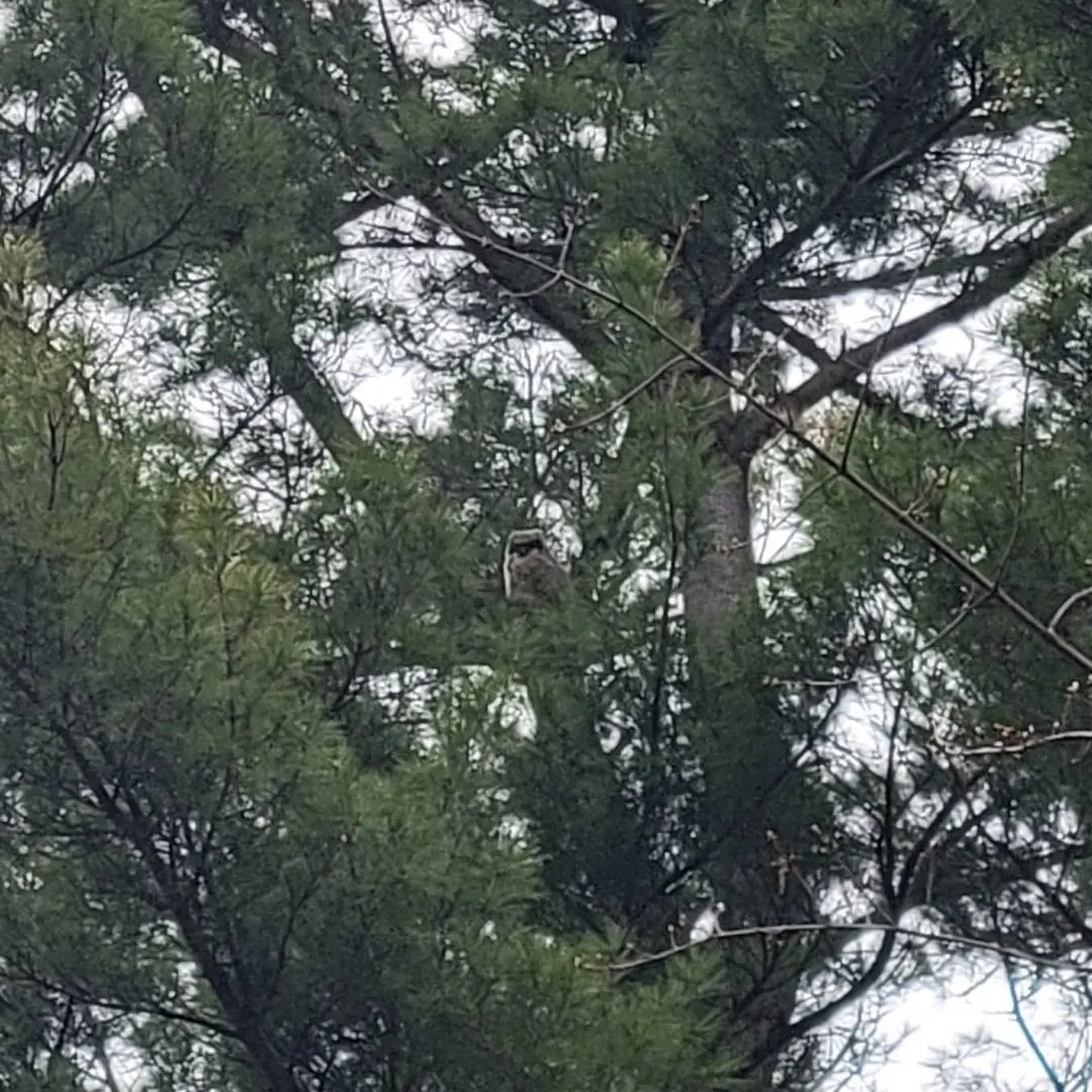 Shot from afar, one of the owlets is centre of frame, perched high in a pine tree.