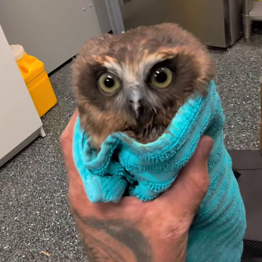 A brown-feathered Boobook stares intensely at Josh the wildlife rehabilitator from inside a cyan-towel wrap. Josh holds the burritowl in one hand while [out of frame] administering chicken hearts from a pair of forceps in the other. The owl's green eyes glow nicely the indoor lighting, though he does not look particularly glowing in temperament. Yet happy enough to chow down before being set free to the night 🌙