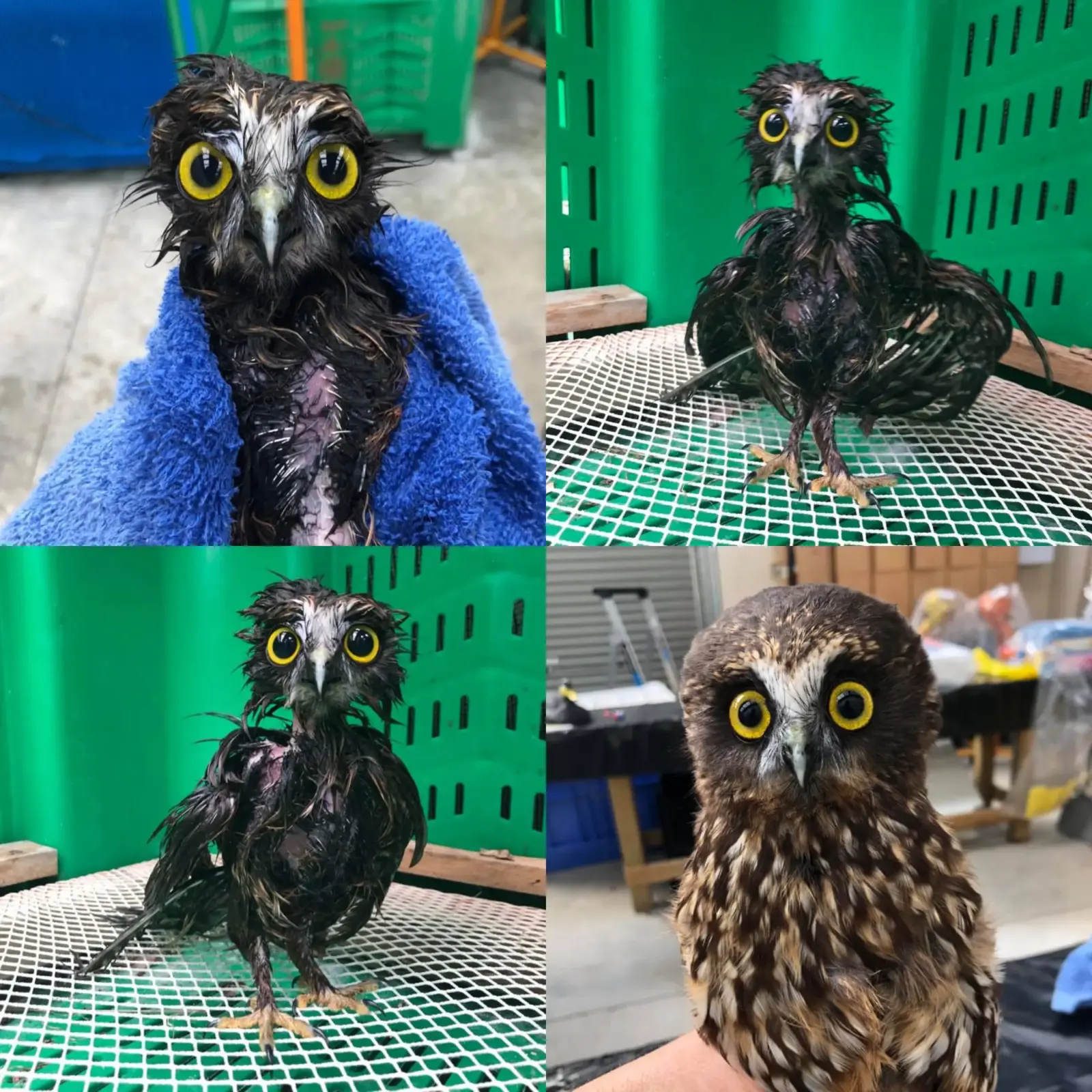 A grid of four shots of the Ruru after a bath, looking thoroughly bedraggled in a blue towel. His Sid Vicious plumage is blackened by the wetness, and parted on the chest to expose skin like uncooked turkey. Feathers are matted and shrink-wrapped to his bone structure, and yet he's still cute as a button. A Cronenbergian horror with Disney eyes. The final panel shows him post-blow-dry and resuming his original puffy shape, like a feathery butternut squash.