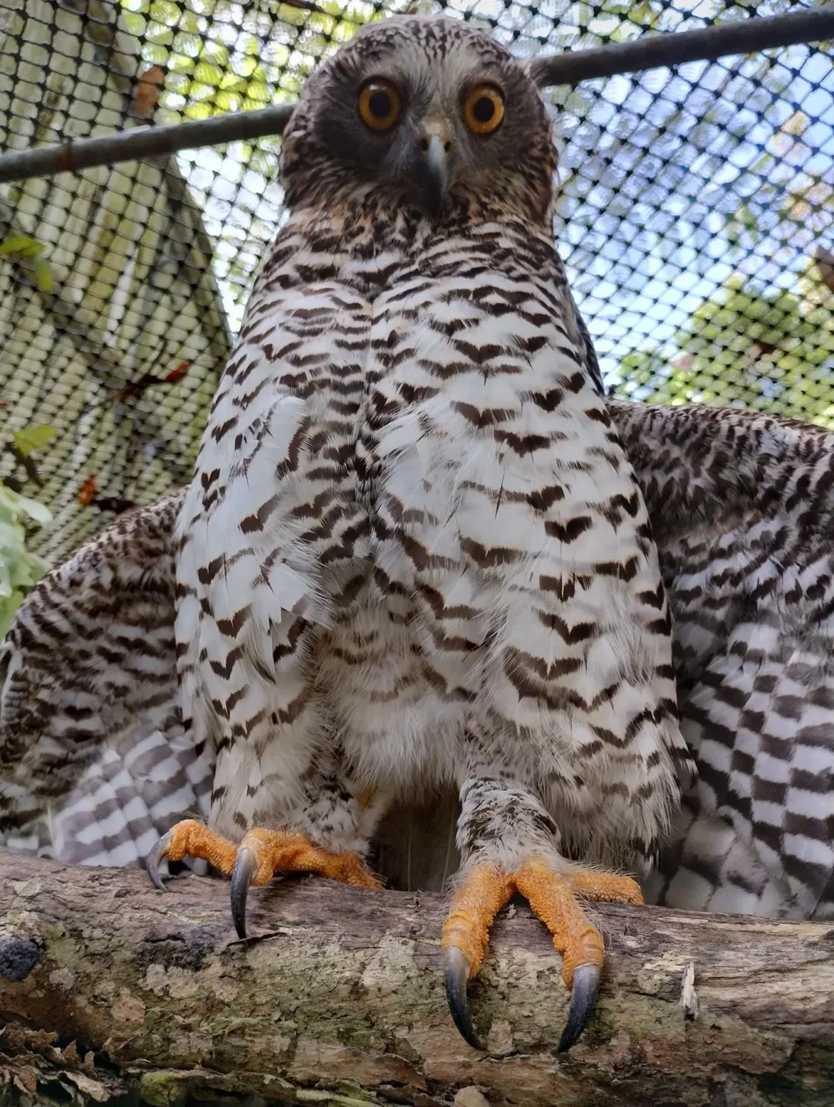 In close-up, taken from below, the Powerful Owl stares down at us from her perch with wide eyes and an expression of surprise (the data so far suggests this is her default). The black and white bars on her wings are staggered across individual feathers, creating a checkerboard pattern in places. The bat-shaped patterns on her torso are discernible at this distance and upon inspection are clearly an amalgam of the Batman logo from the Batman Beyond animated series (1999) and Nolan's The Dark Knight (2008). Her feet are practically next to the lens and notably the talons are huge and toes are hairy.