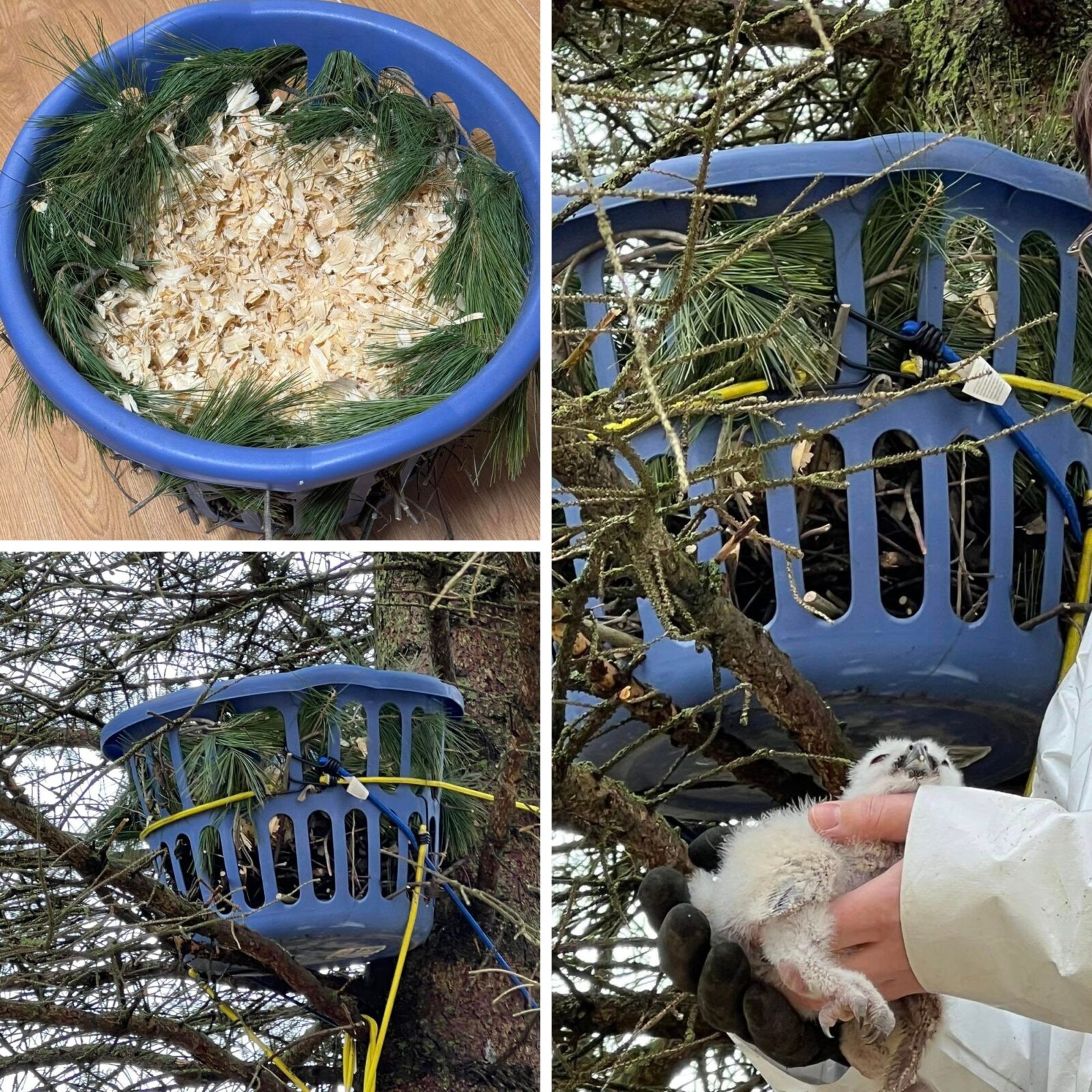 Panel one: a blue plastic washing basket is prepared like a forbidden salad: a bed of pine needles filled with wood shavings. Yum.
Panel two: The makeshift nest is secured to a tree with yellow and blue bungee cords around the branches and trunk.
Panel three: Close-up of the owlet lifted by the rehabber standing on a ladder in white coveralls. One hand is black-gloved, the other bare, together cradling the fluffy cargo and delivering him to his totally normal and not weird nest.