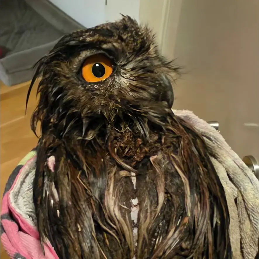 Horst is half-wrapped in a towel, being transported to his new lodgings. His feathers are completely matted with brown and black sludge.