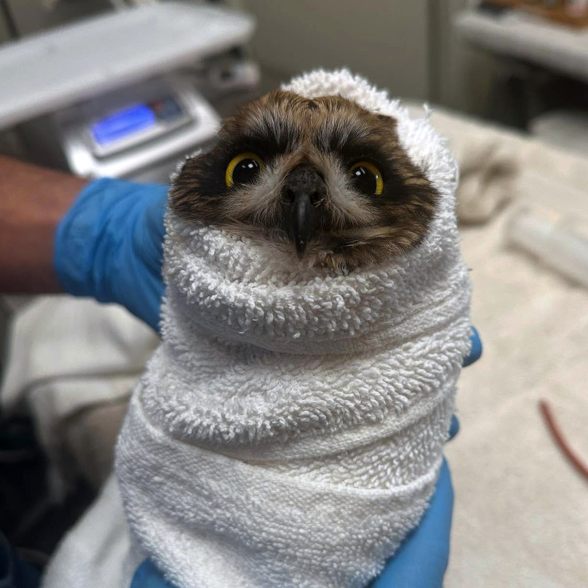 A Short Eared Owl is in a tight burrito made from a plain white towel, held by a rehabilitator with blue medical gloves. Clinical equipment is laid out in the background, including scales and a feeding syringe. The owl's yellow eyes and black beak poke out above the edge of the wrap to face the camera. His features are compressed a little by the wrap, giving the outline of his head of a Goomba-like shape. His dark brown plumage looks like thick hair rather than feathers and it's reasonable to say he could be mistaken for Chewbacca the Wookiee, which raises a lot of portmanteau potential. Chewbagoomba? Goombacca? Woombie?