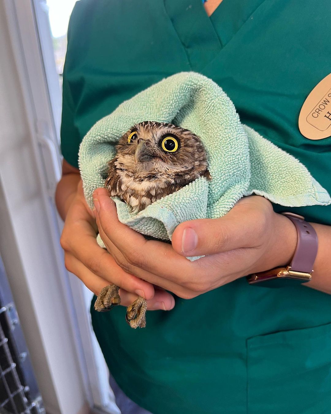 Burrowing Owl #1 – Dislocated Elbow