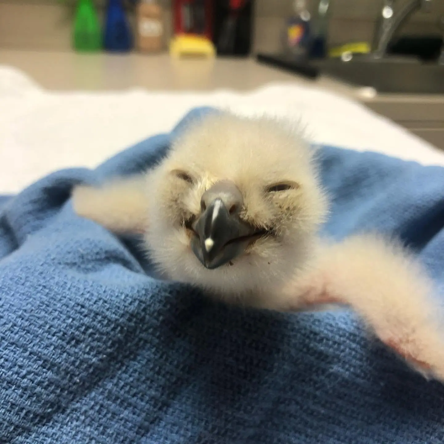 A Eurasian Eagle Owl chick is nested in a soft cerulean blue tea towel, which seems to be draped over a bowl. The owl has a fuzzy white golf ball head and fuzzy white nubbins for wings stretched over the bowl rim. His eyes are coin slots, barely open, making him look like a extra skeptical extra terrestrial. The owl is more beak than bird, and he has an egg tooth on the tip, which is a small sharp calcium bump (common to most birds, reptiles, and monotremes) that helps hatchlings hatch.