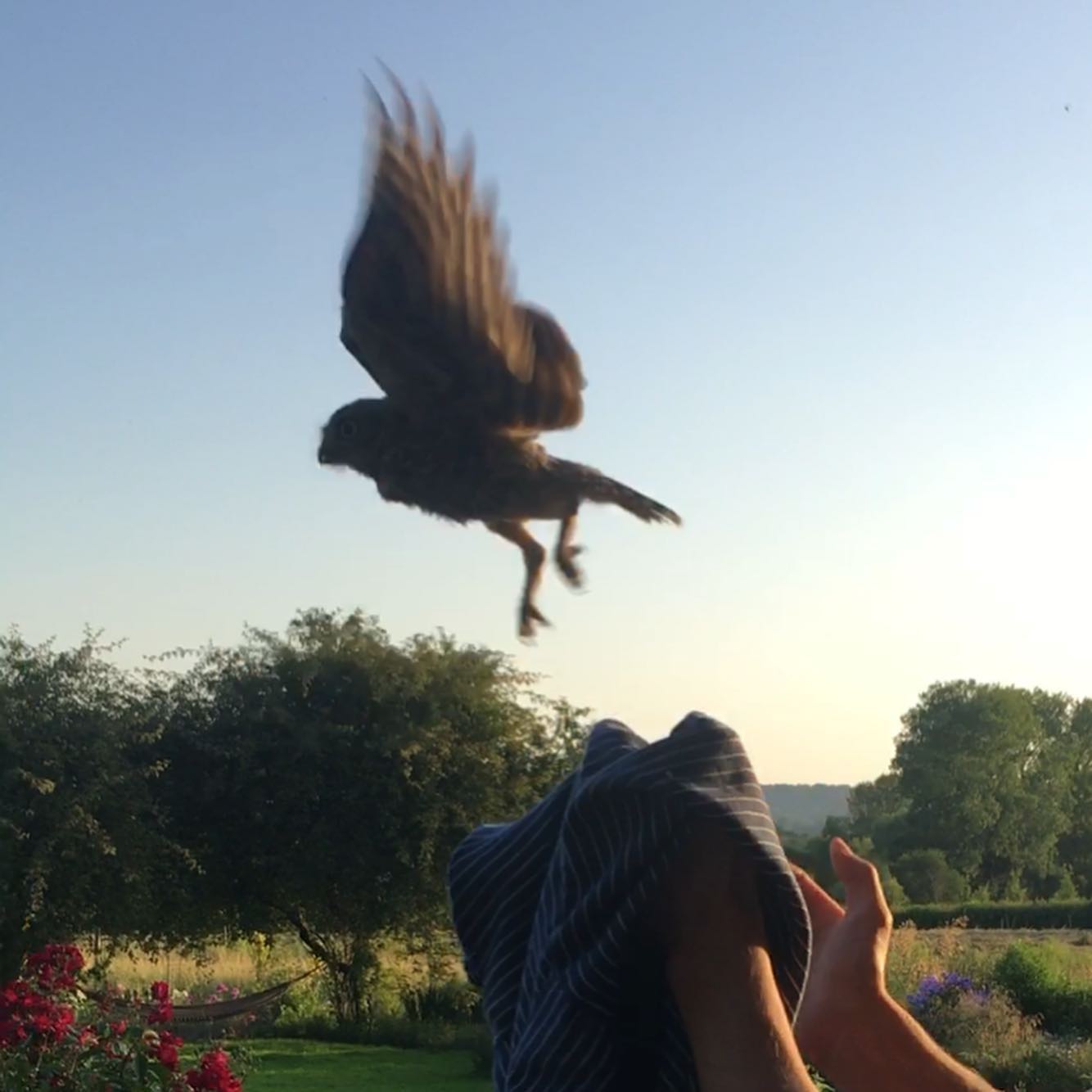 The Little Owl is released outdoors: he's a motion-blurred silhouette of feathers against a clear blue twilight sky. The setting is rural, with tall trees and hedges in the distance. Nearer to the fore are red roses and a hammock suspended between the trunks of small trees. Hands are raised holding the now empty blue fabric that contained the owl. 