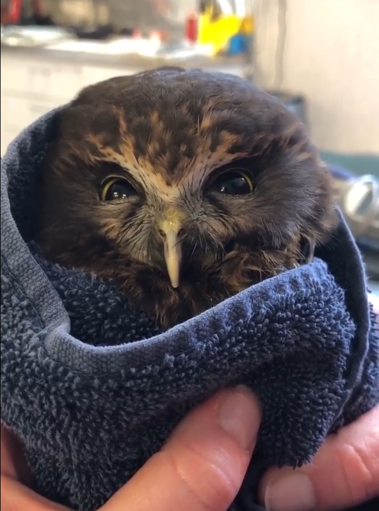 Ruru for Feb-ruru-ary