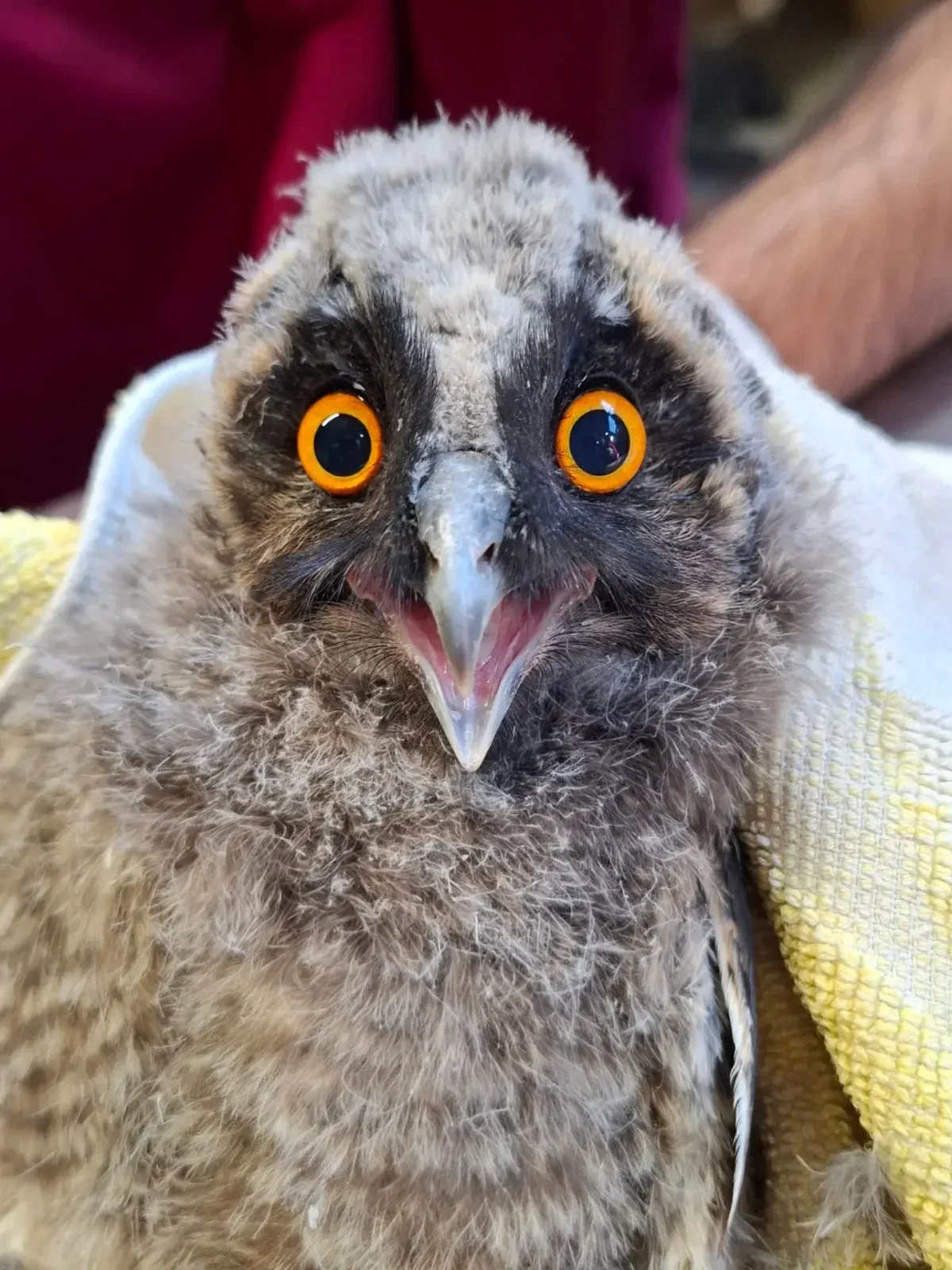 The youngster now looks directly at camera, with beak and bright lava-orange eyes wide open, expressing alarm. He's covered in ashy-white fuzz typical of nestlings, and could be mistaken for either very cute dryer lint, or strawberries after 24 hrs in the fridge.