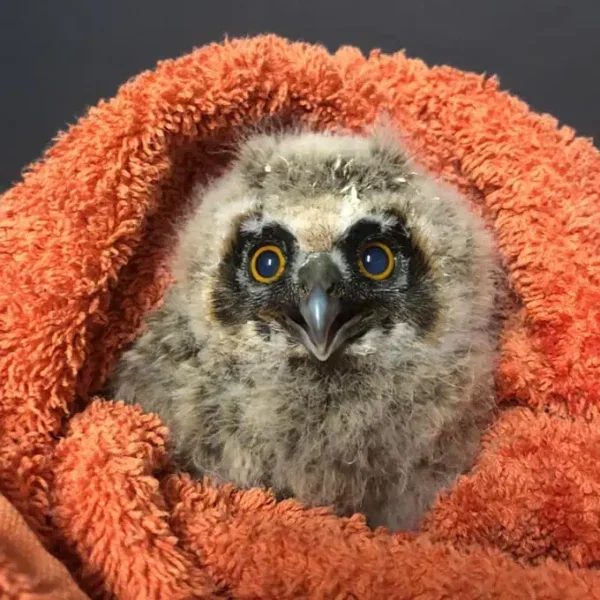 Long-Eared Owlet “Ginette”