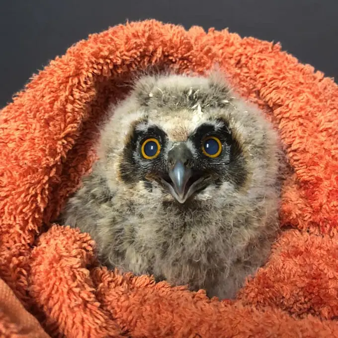 Arranged in a nest shape is a dusty-burnt-orange towel (in colour only; the cloth is untarnished by earth or flame). Within that nest is a Long-Eared Owl chick draped in a juvenile coat entirely made of ashy-white feathers, with the exception of a bat-shaped mask of brownish-black around her eyes. On the topic of eyes, they're bright orange, like buoyancy rings, around pupils as wide as saucers.
