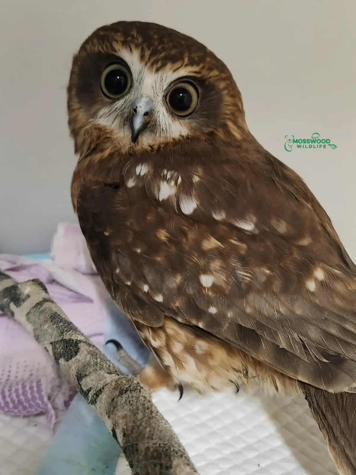 The Boobook's body is pointed away and to the left, while his head is turned to face the camera, ever curious. One eye's pigmentation is a little darker than the other, presumably due to the head injury. The enclosure is carpeted with soft fabric, and has an artificial perch wrapped in camouflaged tape - in muted tones of charcoal-brown and taupe - to look like a real branch. By contrast, the Boobook's feathers are brighter, more vivid shades of brown and caramel, like a tiramisu.