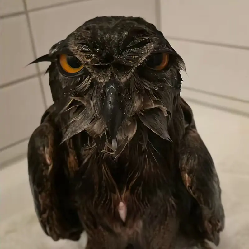 Close-up of Horst sopping wet. His eyebrows have the shape of a very angry V. The photographer is lucky to be alive.
