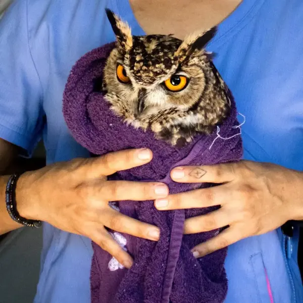 Mending a Broken Wing