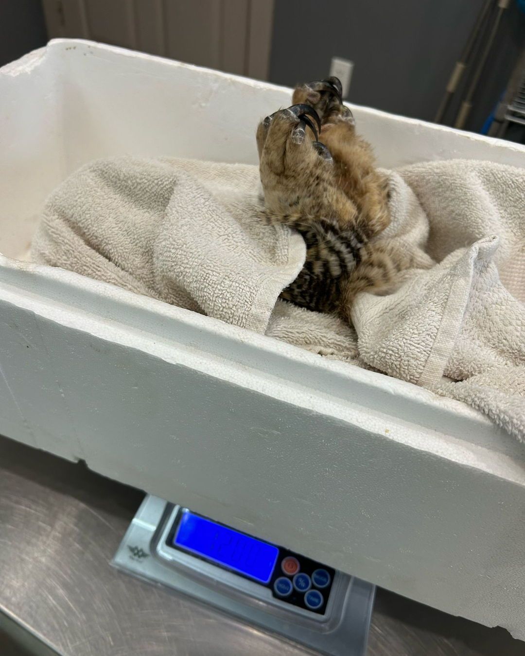 A pair of fuzzy owl feet are bunched together and talons curled-inwards, rising up and out from a bundle of towel. The rest of the owl is obscured, so it's just feet, emerging from a white polystyrene box on a set of electronic scales.
