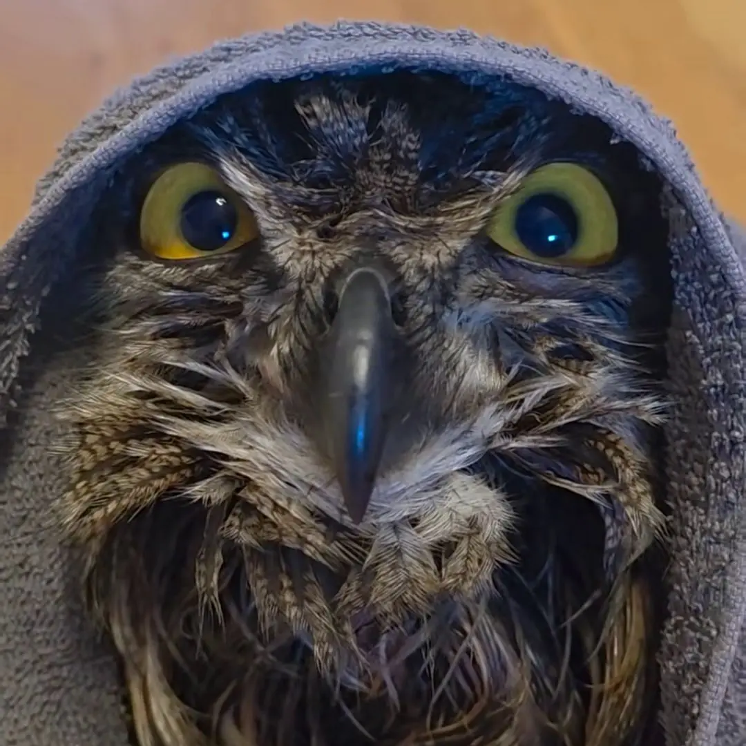 Wrapped in a shadowy grey towel, his glare burns with absolute rage. A relentless force of vengeance, he answers to no higher power: he is the judge, jury, and executioner of souls. Face him, and know that your story ends here.