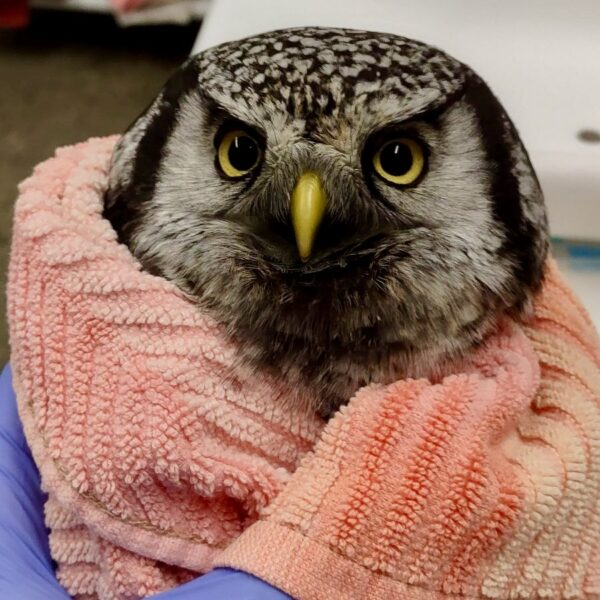 Feisty Northern Hawk Owl