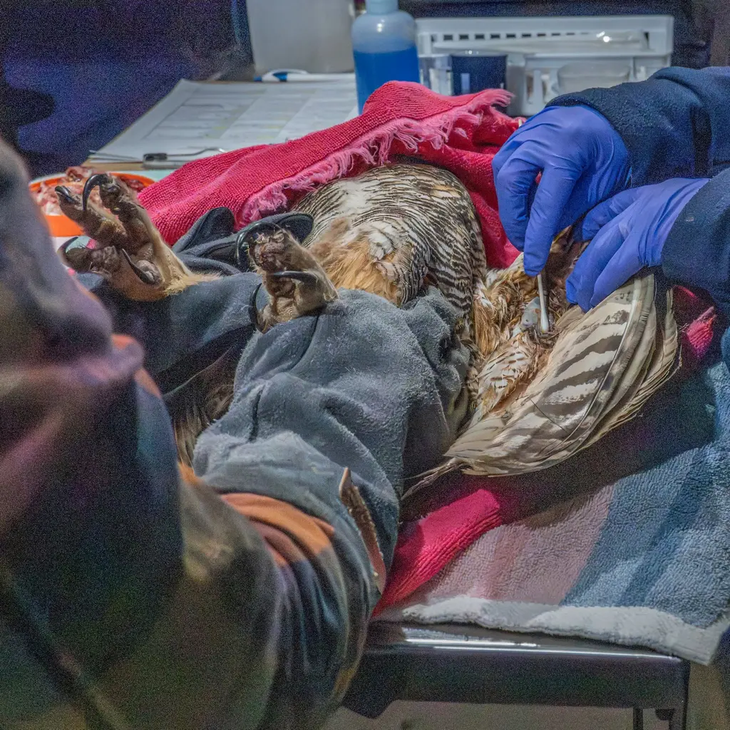 From a little further back, this photo gives a wider view of the clinical setting. The owl is supine on a stainless steel exam table. The hood of the pink-red towel fully covers the owl's head (to reduce stress) and a second towel is laid flat for cushioning. One worker holds the owl's ankles to prevent those powerful black talons from tearing holes in equipment, people. A second pair of blurple-gloved hands hold the owl's wing and treat injuries with a cotton swab.
