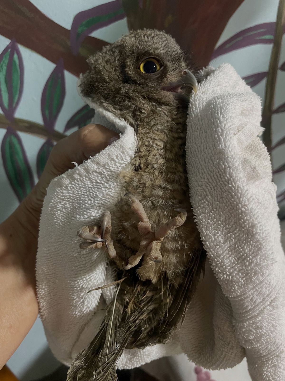 The Screech Owl is in the same position as the initial photo but now with head rotated in profile view, his beak gnawing at the towel containing him. The wall behind is hand-painted trees and wavy green leaves with forest-purple edges, on a background of white-azure.