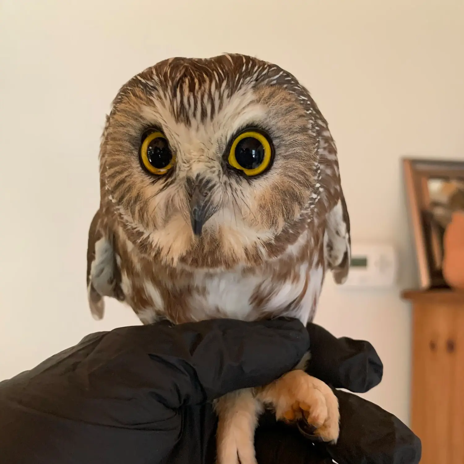 Wide eyes. The owl is indoors, held by Ellen wearing a black nitrile/plastic gloves, and pinching the owls legs between thumb and forefinger.