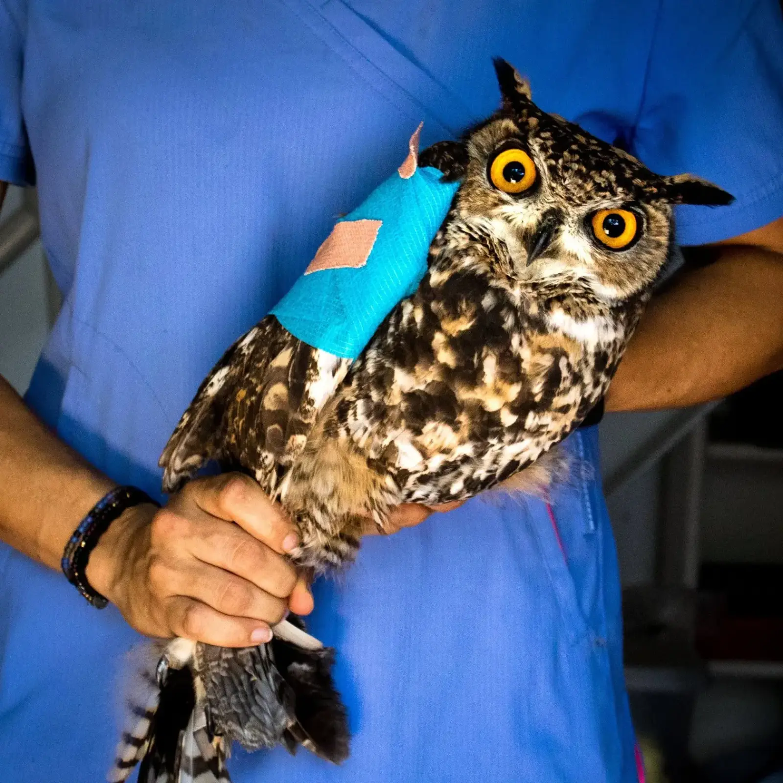 Sans towel, the owl is now shackled at the feet by the rehabber's clenched hand, and held in the other at a 45 degree angle, the way one might wield a cudgel or a tennis racket. Heretofore unseen is the injured wing, wrapped with cyan gauze and affixed with pink elastic plaster. Also on display is the owl's full plumage in shades of dark brown and mottled with patches of tan and white. The owl looks directly at the camera with eyes W-I-D-E. The rage from the previous photo is no longer subdued.