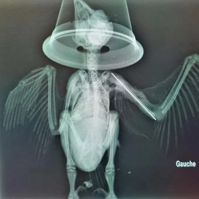 An x-ray output (post-surgery) shows a long thin metal rod stabilising the bébé owl's humerus. The metalwork is bright white compared to the rest of the owl's skeleton, glowing pale green on a dark background. The owl's bone structure is surprisingly small, illustrating that owls are 99% fluff. A few dozen feathers are radiodense, likely due to having blood supply as they grow, and so the spines appear bright and rather like fish bones or wide-tooth combs. A cone mask for the anaesthesia is placed around the owl's head. The text "Gauche" appears below the pinned wing which might seem odd commentary from the radiographers, had one not just learned the French word for "Left".