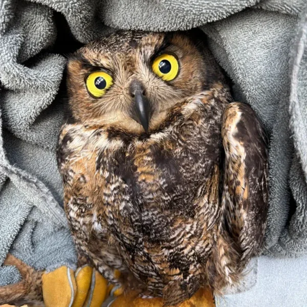 Extra Spicy Great Horned Owl