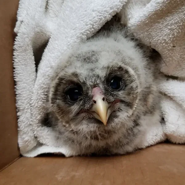 Fluffing Cute Barred Owl
