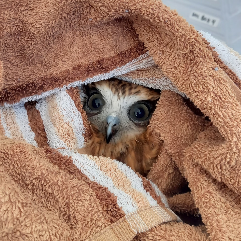 An Australian Boobook is couched within the loose folds of a towel, much like a Sarlacc finds its nesting place in the Great Pit of Carkoon. The setting is indoors; behind and out of focus is a cabinet of translucent trays, but the picture is primarily composed of cotton towel. Two dark olive-grey eyes and a single beak emerge from the depths, as well as plumage of gingery brown and caramel fudge feathers, which incidentally match the palette of the towel. Stripes of white on the towel match the X or ⵋ shape of white feathers across the bridge of the owl's beak and brow. He looks bitey.