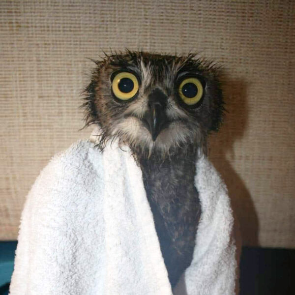 A Moist Owlette