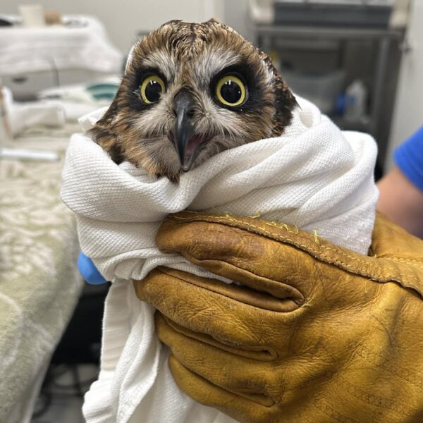 This Burrito Bites Back