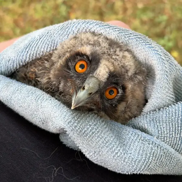 Flight Test Fledgling