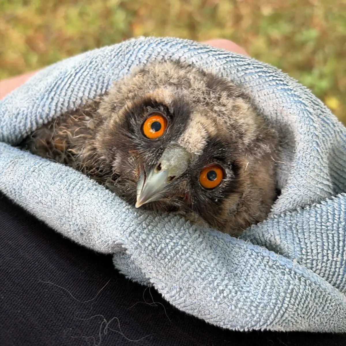 Snapped from over-the-shoulder, the fledgling peers up at camera with orange eyes like undersized lifebuoys. Now pocketed inside the towel and flattened to the captor's chest - and continuing the food theme from before - he looks more like calzone than burger. 