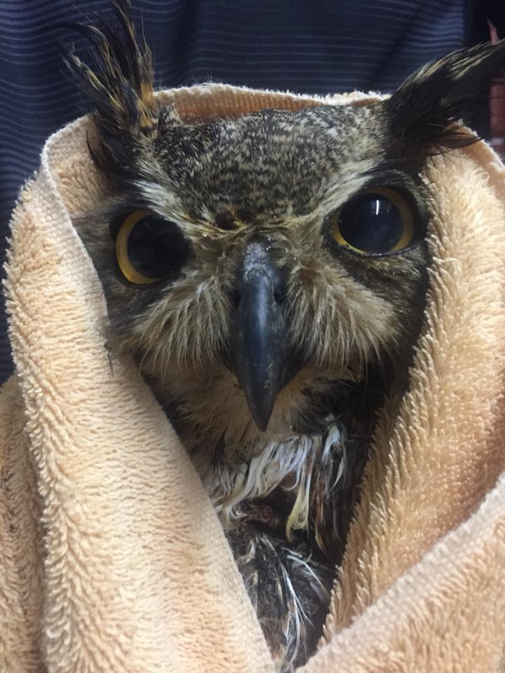 A Great Horned Owl is wrapped in a peach towel, the hood of which is seated behind his/her plumicorns; feather tufts that looks like ears and in this case are pointed up and a little matted. In addition to the towel, the owl wears an expression of malcontent, amplified by extra wide pupils and a steep angled brow. Unhand me human or my wrath will be swift.