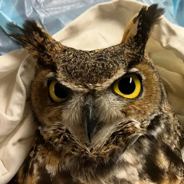 Expression After Hit By Car