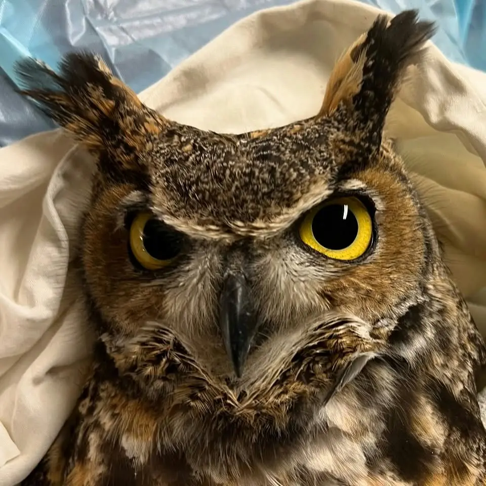 This Great Horned Owl is big mad. Plumicorns? Up. Brow? Furrowed. Pupils? The size of dinner plates. He is half-wrapped in a cream blanket, which, combined with thick leathery gloves on his torso means the rehabilitator (behind in a light-blue polymer medical gown) is partially protected from the owl's wrath. It cannot be overstated how angry the owl looks.