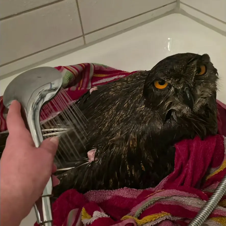He's in a bathtub upon a fuchsia towel being sprayed with warm water from a detachable shower head. He does not look amused. Ceramic tiles line the wall behind.