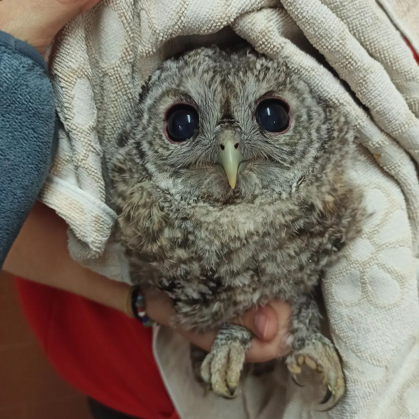 Tawny owl chick grows up fast