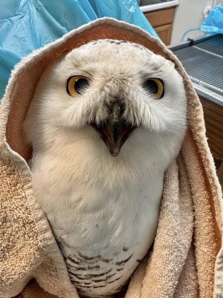 Snowy visitor at O’Hare