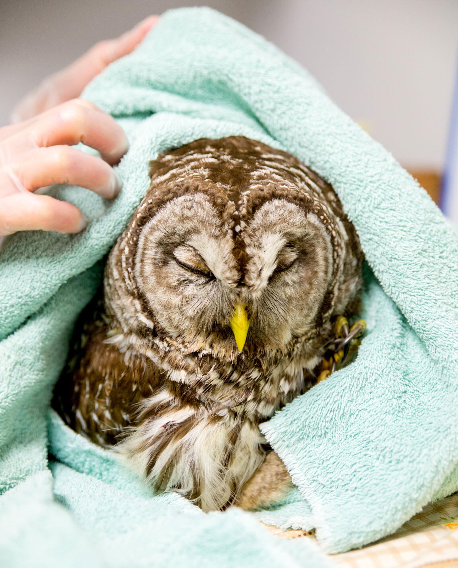 Sleepy-eyed barred owl