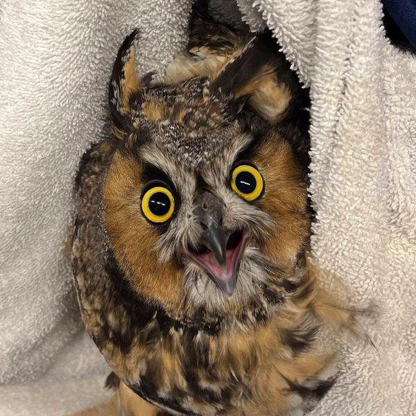 Lively Long-Eared Owl