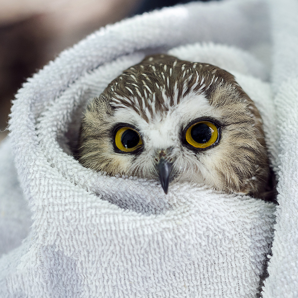 Charming northern saw-whet owl