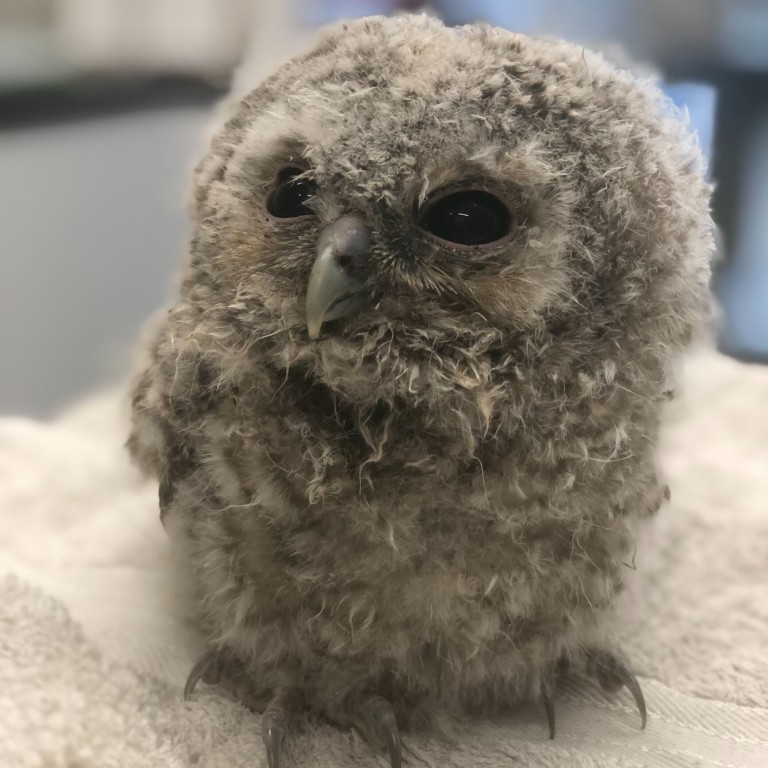 Another view of the Tawny Owlet, no longer wrapped but rather perched atop a towel, this time plain white. He looks like a squashed snowman here: a kiwifruit-shaped head on top of a slightly larger kiwifruit-shaped body, with a spread of talons poking out from beneath the fluff.
